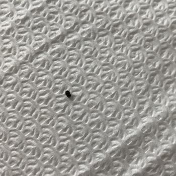 Arslan Yatağanlı Unlu Mamülleri İzmir Bombası Satın Aldık, Böcek Çıktı!