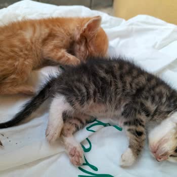 Sancaktepe Belediyesi Yalan Söyleyen Operatörünüz Ve İşini Düzgün Yapmayan Ekipler