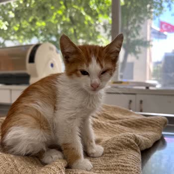 Kağıthane Belediyesi Kağıthanenin Kötü Veteriner Hizmeti