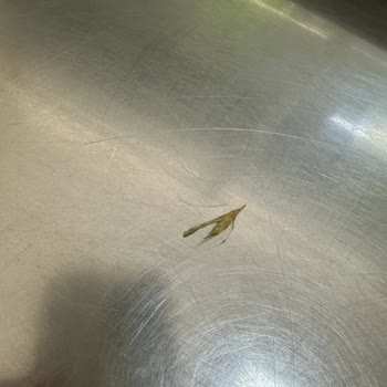 Kağıthane Belediyesi Kağıthanenin Kötü Veteriner Hizmeti