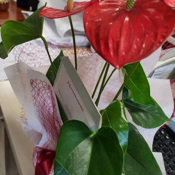 ÇiçekSepeti Gönderilen Solmuş Çiçek