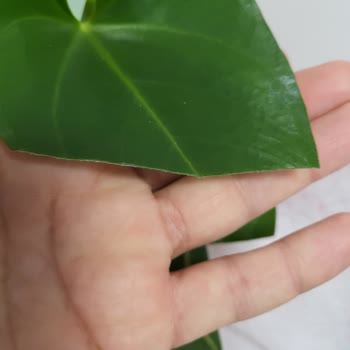 ÇiçekSepeti Gönderilen Solmuş Çiçek