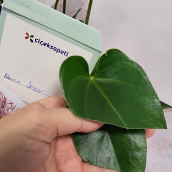 ÇiçekSepeti Gönderilen Solmuş Çiçek