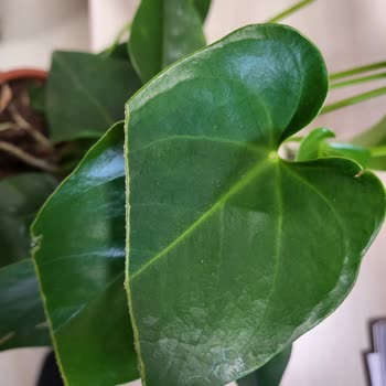 ÇiçekSepeti Gönderilen Solmuş Çiçek