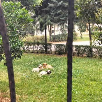 Adana Büyükşehir Belediyesi Hayvanları Boşuna Topluyorlar