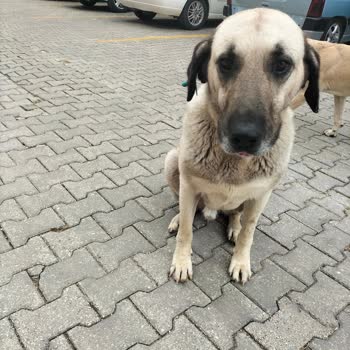 Adana Büyükşehir Belediyesi Hayvanları Boşuna Topluyorlar
