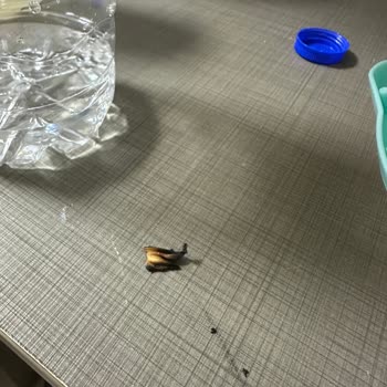 Marlboro Edge Sigara İzmaritlerinden Çıkan Garip Şeyler