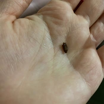 A101 Torku Miniki İçinden Böcek Çıktı.