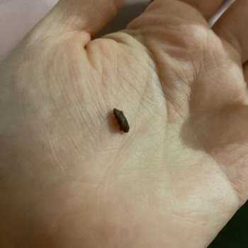 A101 Torku Miniki İçinden Böcek Çıktı.