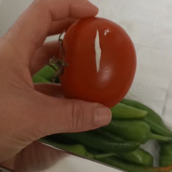 Vestel Buzdolabı Sorunu Çözüm Yok