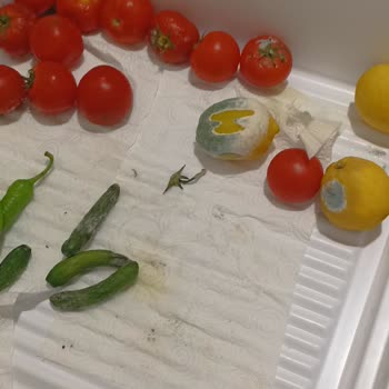 Vestel Buzdolabı Sorunu Çözüm Yok