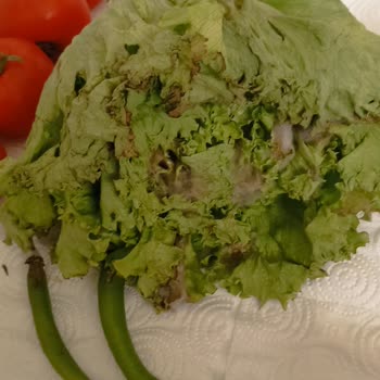 Vestel Buzdolabı Sorunu Çözüm Yok