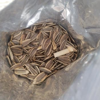 Amigo Şok Market Çekirdeğinden İzmarit Çıktı
