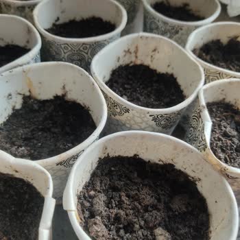 Trendyol Genta Floxs Tohumu Çimlenme Olmadı