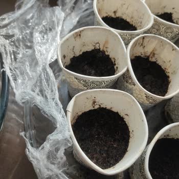 Trendyol Genta Floxs Tohumu Çimlenme Olmadı