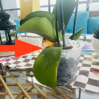 Çiçeksepeti.com Ayıplı/kusurlu Ürün Gönderiyor! Suçu Kabul Etmiyorlar