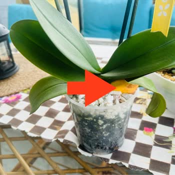 Çiçeksepeti.com Ayıplı/kusurlu Ürün Gönderiyor! Suçu Kabul Etmiyorlar