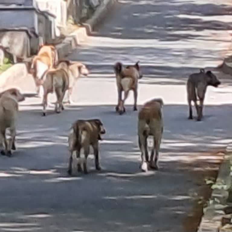 İBB - İstanbul Büyükşehir Belediyesi Başıboş Kopek Saldırısı