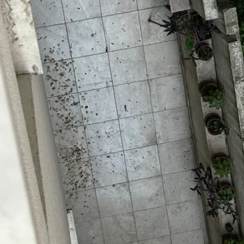 Esenler Belediyesi Güvercinler Ve Pislikleri