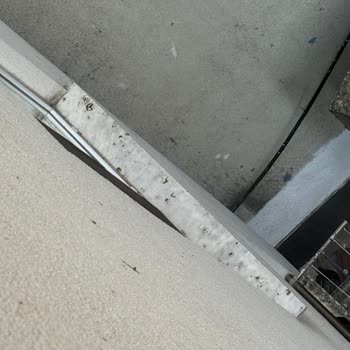 Esenler Belediyesi Güvercinler Ve Pislikleri