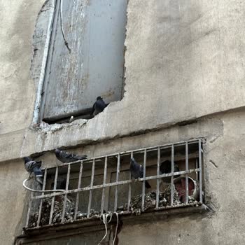 Esenler Belediyesi Güvercinler Ve Pislikleri