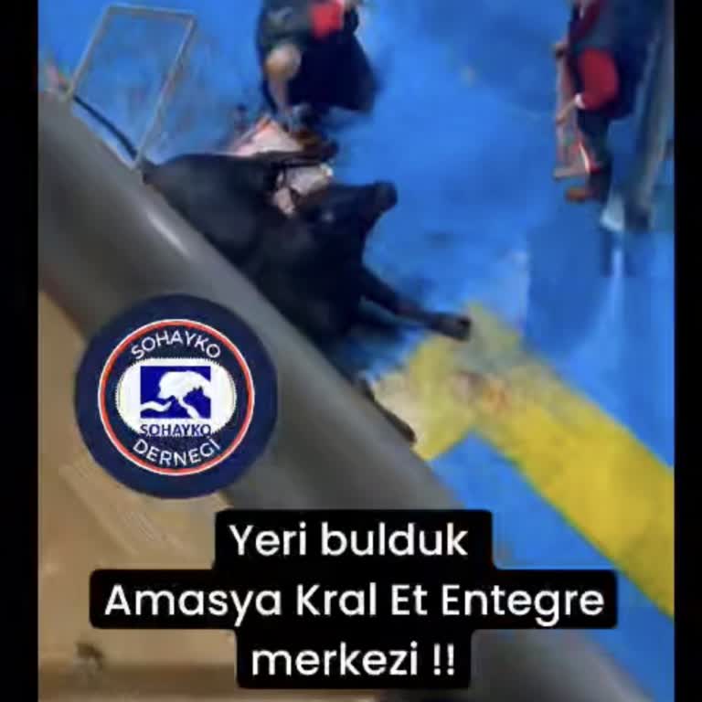 Amasya Kral (Etaş) Et Entegre Amasya Kral Et Ve Entegrede Hayvanlarla Şiddet!