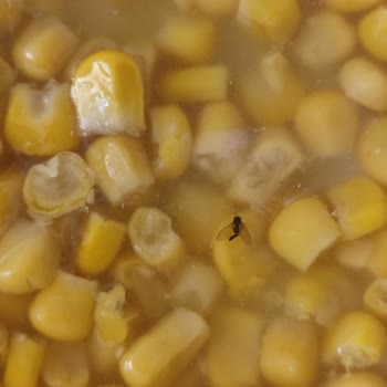 Burcu Gıda Konserveden Çıkan Uygunsuz Sürpriz