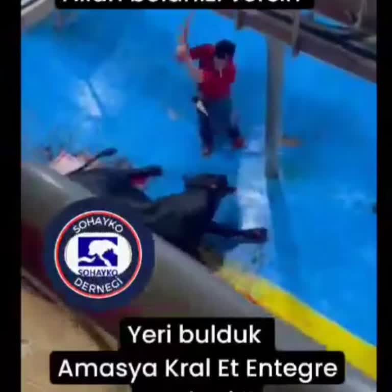 Amasya Kral (Etaş) Et Entegre Amasya Et Entegre Tesisleri İnek Cinayeti