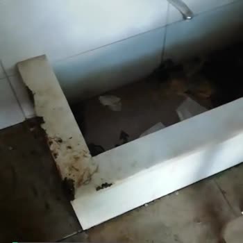 Kent Ormanları'nın İçler Acısı Hali