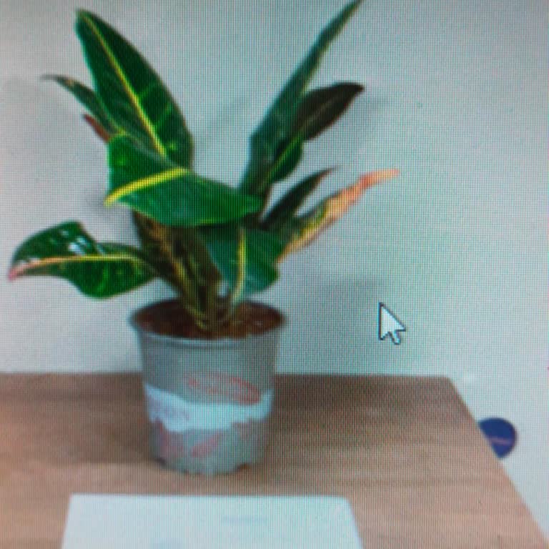 Çiçek Sepeti Şikayeti