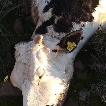 TARSİM Hayvan Hasarımı Ödemiyor