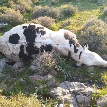 TARSİM Hayvan Hasarımı Ödemiyor