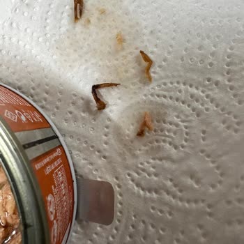 Dardanel Ton Füme Hamam Böceği