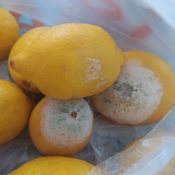 Migros Sanal Market Çürümüş Ürünleri Gönderiyor