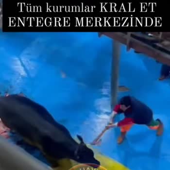 Amasya Kral (Etaş) Et Entegre Hayvanlara Yönelik Kabul Edilemez Muamele