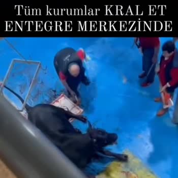 Amasya Kral (Etaş) Et Entegre Hayvanlara Yönelik Kabul Edilemez Muamele