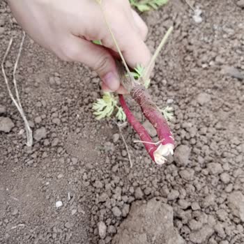 Trendyol'daki Satıcı İstediğim Tohumlar Yerine Boş Ot Tohumları Gönderildi.