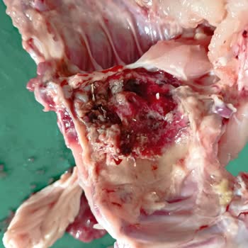 Antalya Kepez Beşkonaklar Mahallesi'nde BİM Den Aldığım Tavuk