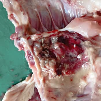 Antalya Kepez Beşkonaklar Mahallesi'nde BİM Den Aldığım Tavuk