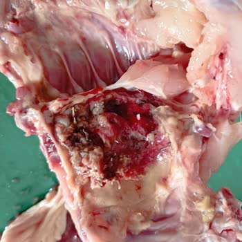 Antalya Kepez Beşkonaklar Mahallesi'nde BİM Den Aldığım Tavuk