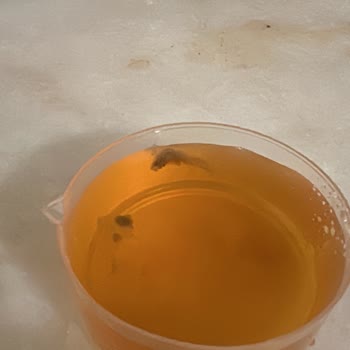 Heromega L-Carnitine İçinde Küf - Tuhaf Şeyler