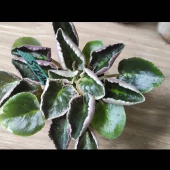 Elmas. Kansu. 1907 (Instagram) Menekşe Kırık Geldi!