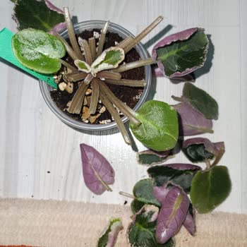 Elmas. Kansu. 1907 (Instagram) Menekşe Kırık Geldi!