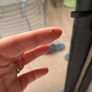Bebelac Kapalı Pakette Sinekler Ve Larvaları