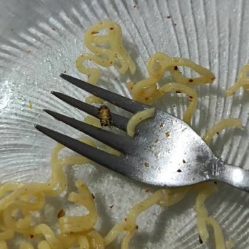 İndomie'den Böcek Çıktı