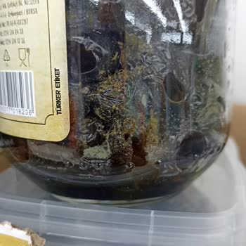 BİM'de Küflü Zeytin Satışı!