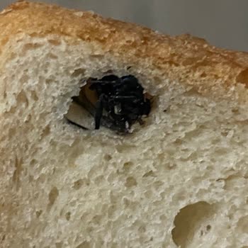 UNO Tost Ekmeği Böcek