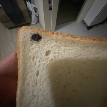 UNO Tost Ekmeği Böcek