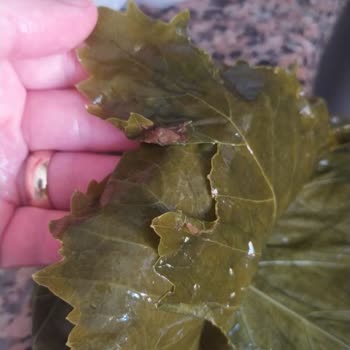 Ege Mahsulleri (Instagram: Ege_mahsulleri) Şikayetçiyim