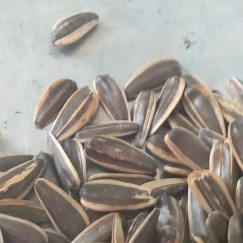 Amigo Çekirdekten Taş Çıktı